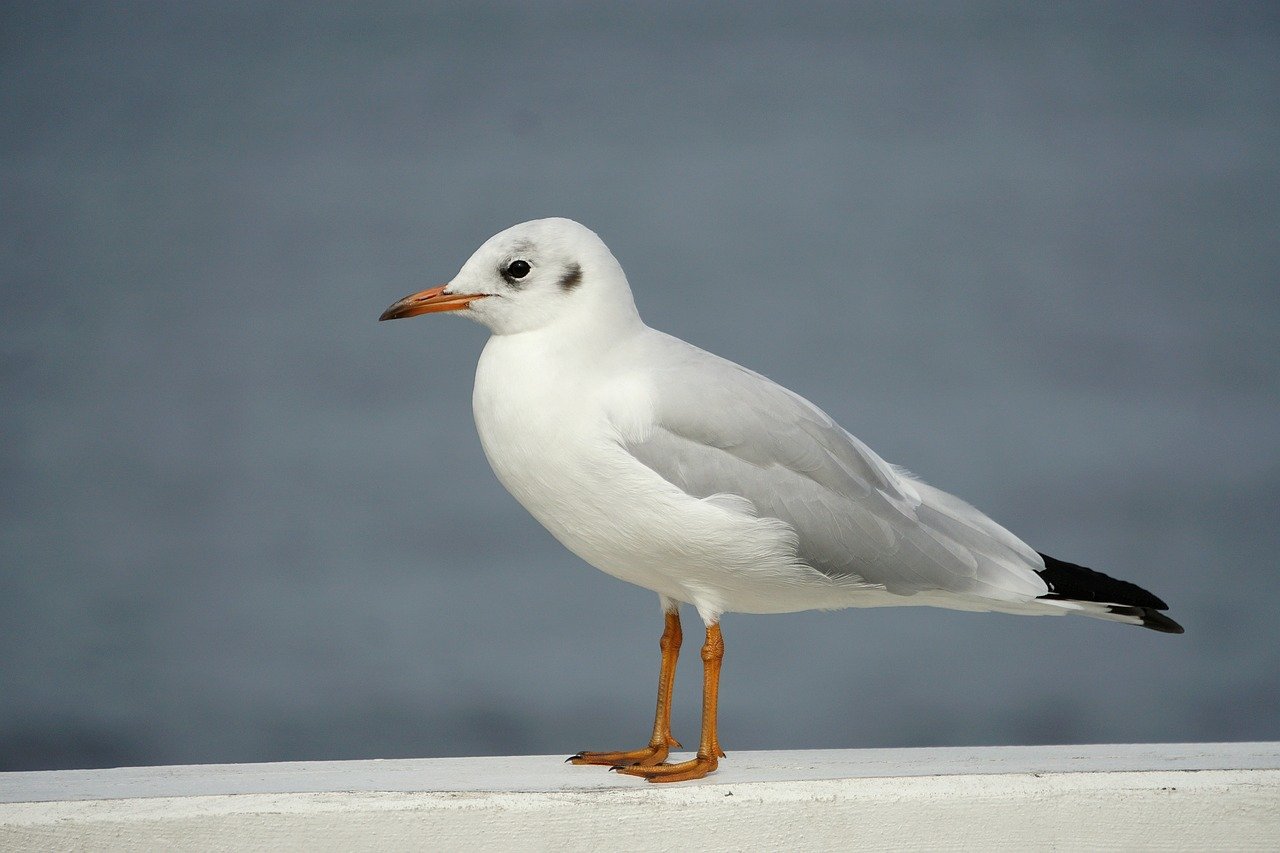 seagull, bird, beach-8279245.jpg