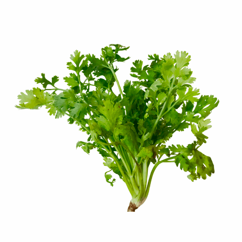 Coriander Leaves கொத்தமல்லி 1 set