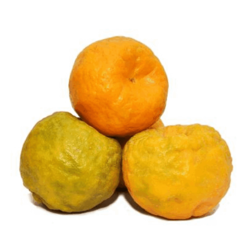 Malto, Orange Nagapur 500 G
